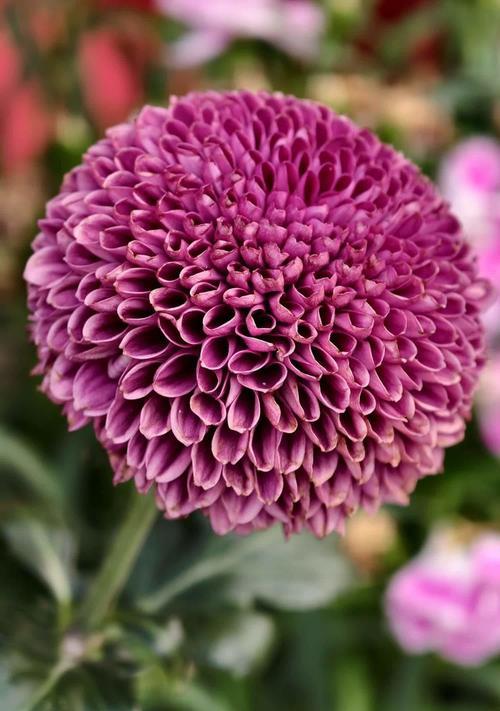粉色菊花的花语是什么？它在送礼时传达了哪些情感？