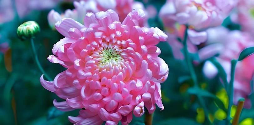 粉色菊花的花语是什么？它在送礼时传达了哪些情感？