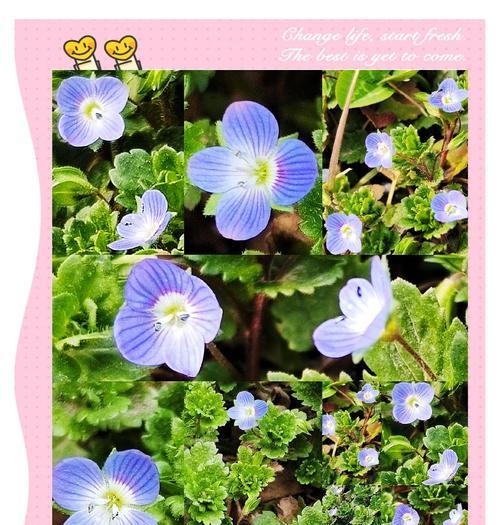 真婆婆纳的花语是什么？它在植物界中有哪些象征意义？