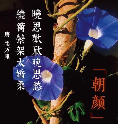 高牵牛的花语有哪些？它在园艺设计中扮演什么角色？