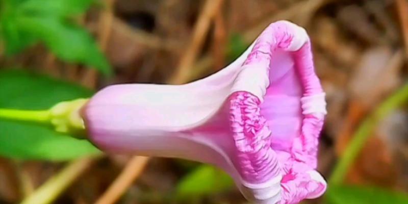 高牵牛的花语有哪些？它在园艺设计中扮演什么角色？