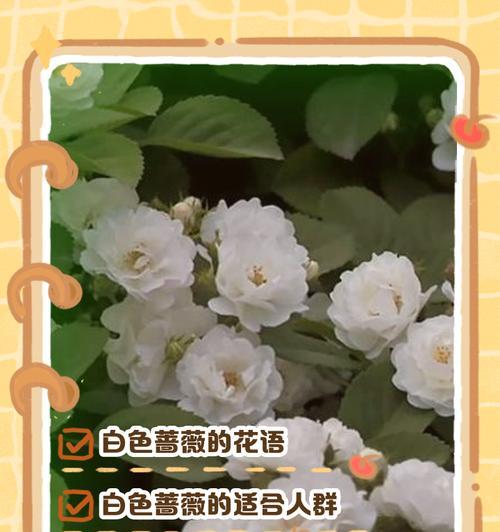 爱慕蔷薇的花语是什么？它如何表达浪漫的情感？