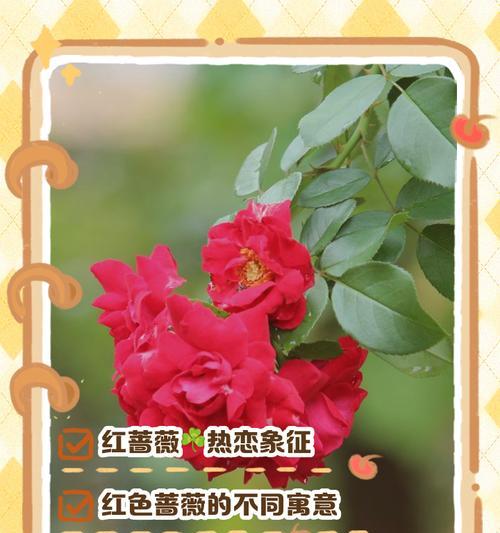 爱慕蔷薇的花语是什么？它如何表达浪漫的情感？
