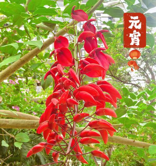 红色绣球的花语有哪些？它在花卉语言中代表了什么？