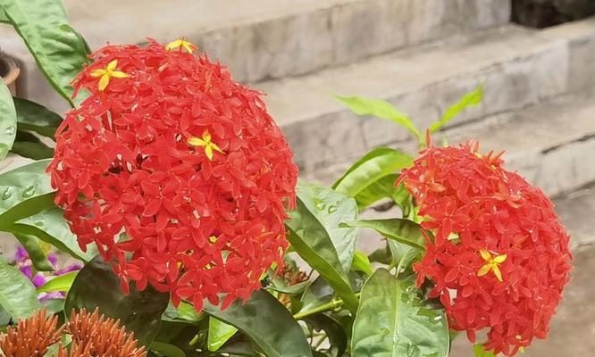 红色绣球的花语有哪些？它在花卉语言中代表了什么？