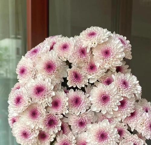 变色菊花花语代表什么含义？