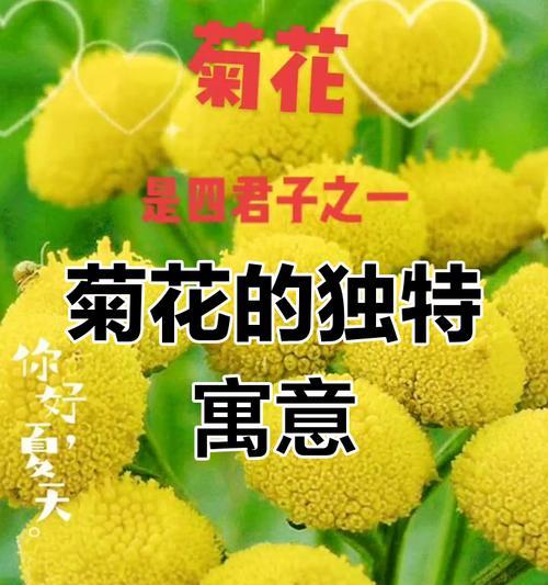 变色菊花花语代表什么含义？