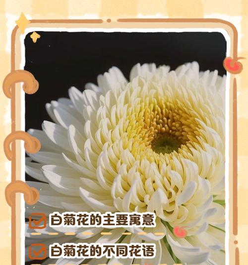 变色菊花花语代表什么含义？
