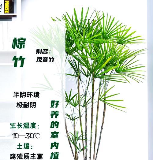 棕竹花语有哪些特点？