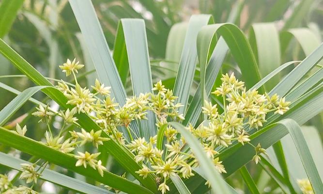 棕竹花语有哪些特点？