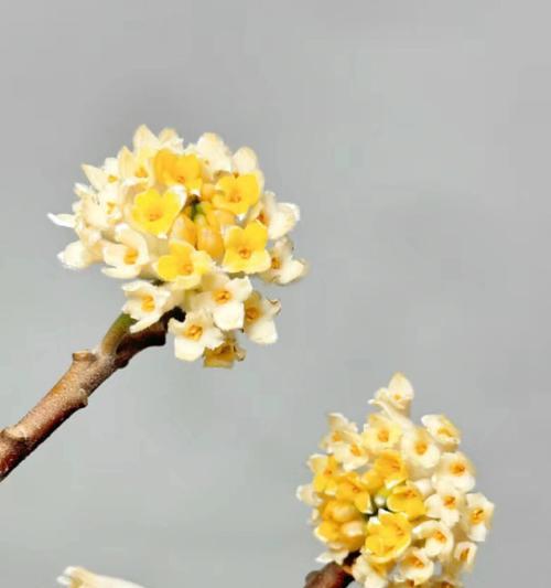 赞美结香花语是什么？