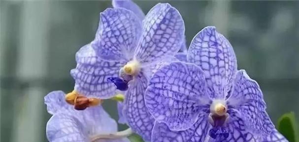 琉璃唐草花语代表什么？