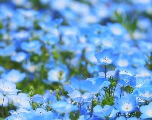 琉璃唐草花语代表什么？
