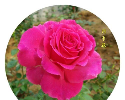 最矛盾的花语是什么？
