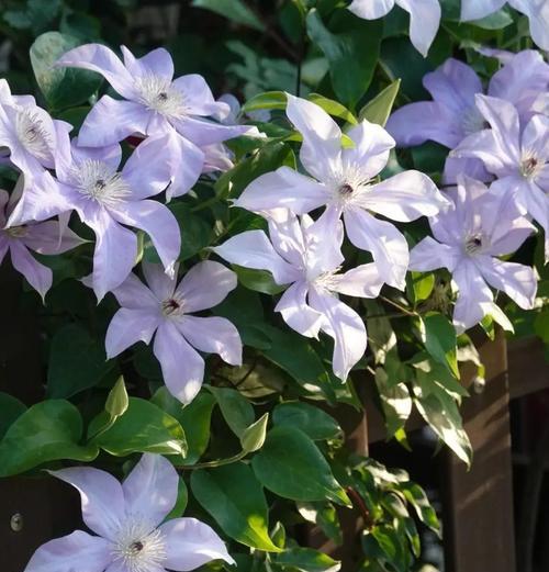 最矛盾的花语是什么？