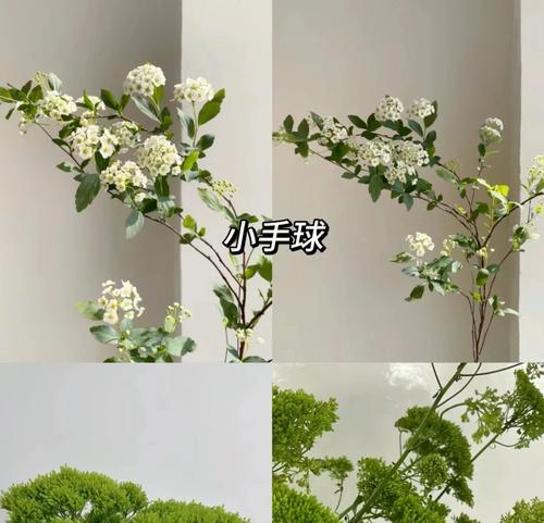 黄樱草花花语有何含义？
