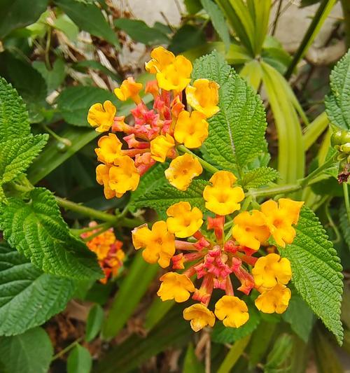 地点梅的花语是什么？