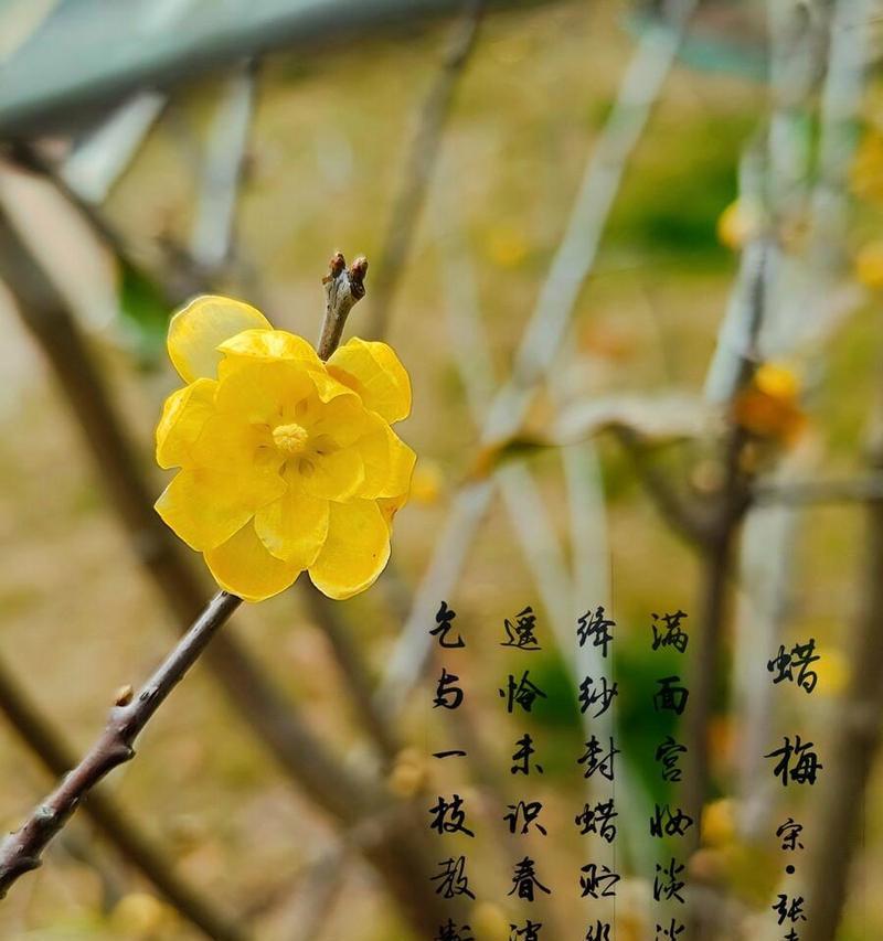法国腊梅花语是什么？