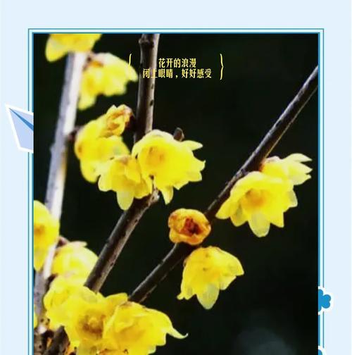 法国腊梅花语是什么？