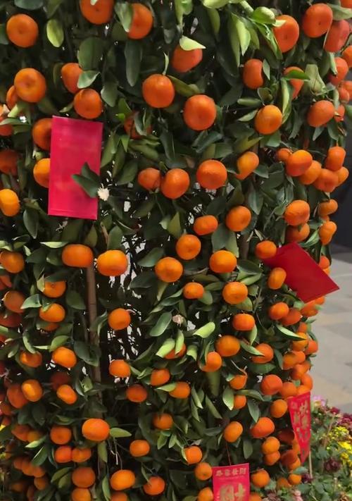 桔子树的花语代表什么？