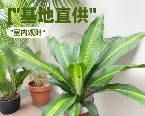 也门铁叶花语是什么？