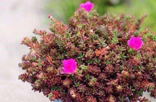紫米粒的花语代表什么？