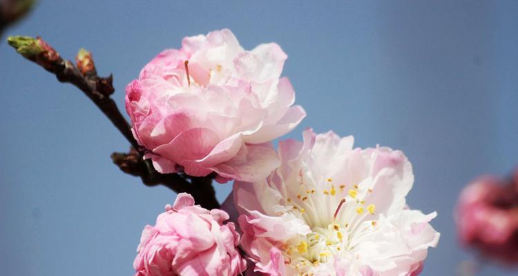 朱砂碧桃花语是什么？