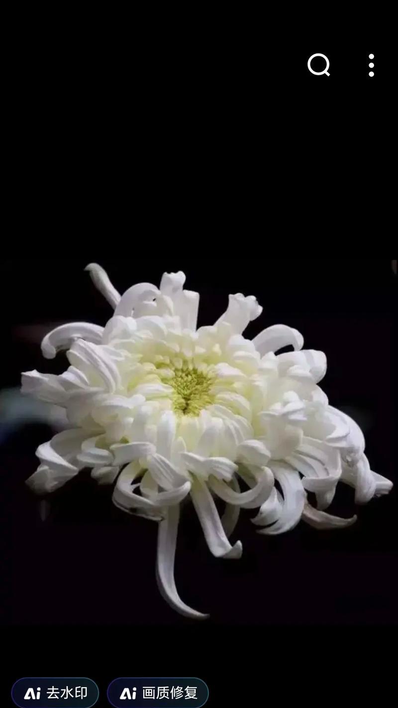 葬礼菊花花语是什么？