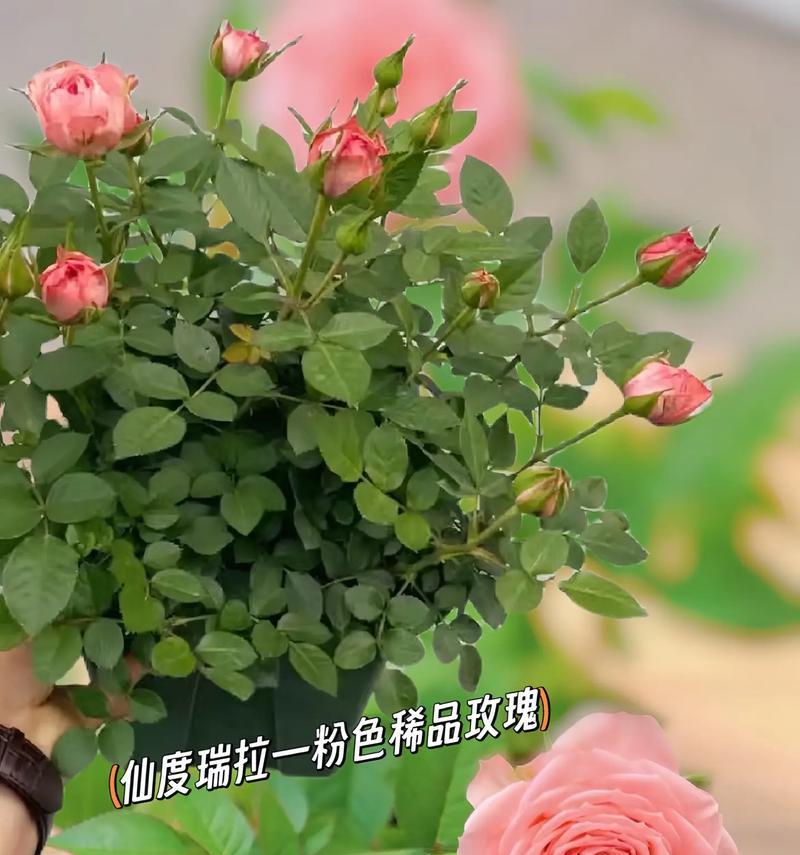 巴黎月季花语代表什么？