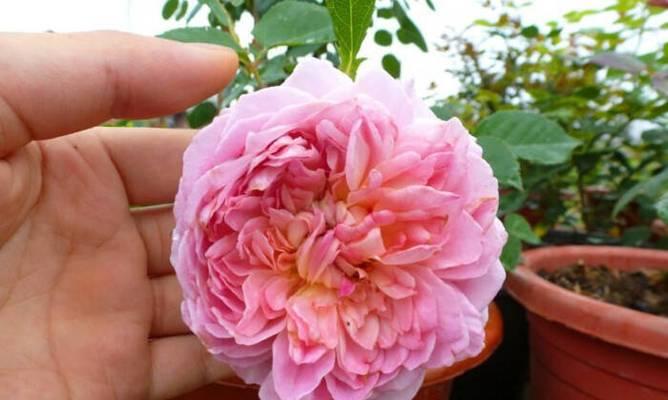 巴黎月季花语代表什么？
