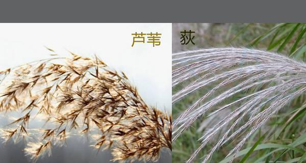 粉芦苇的花语是什么？