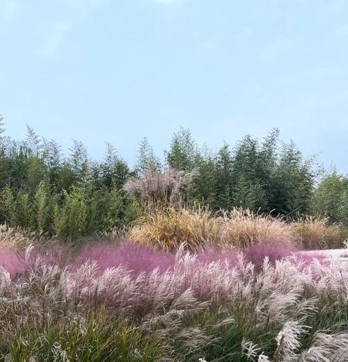 粉芦苇的花语是什么？