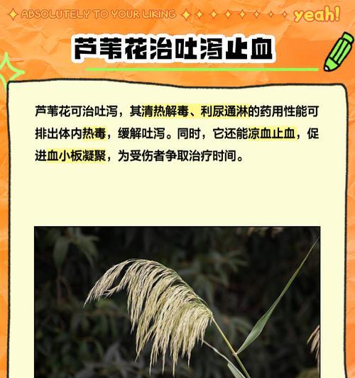 粉芦苇的花语是什么？