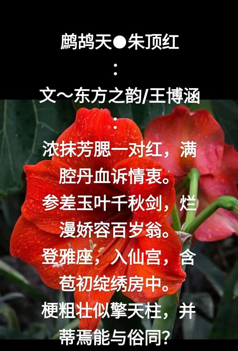 老来红象征着什么？它的花语有何深意？