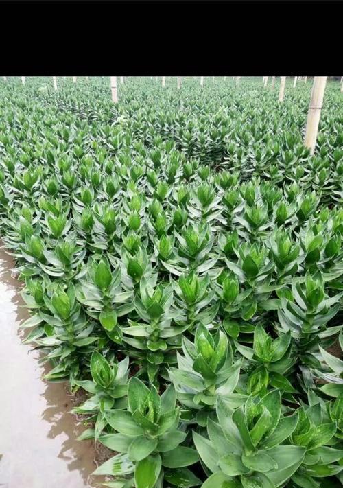 荷花竹的花语有哪些含义？如何养护？