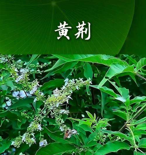 黄荆花的花语代表什么？适合送给谁？