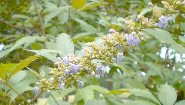 黄荆花的花语代表什么？适合送给谁？