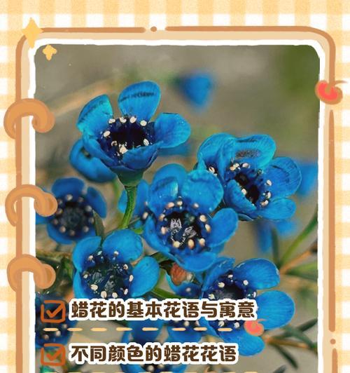 家养花卉的花语有哪些？如何选择合适的花卉？