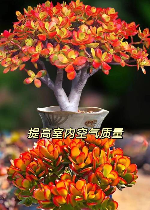 玉树盆栽的花语是什么？如何养护？