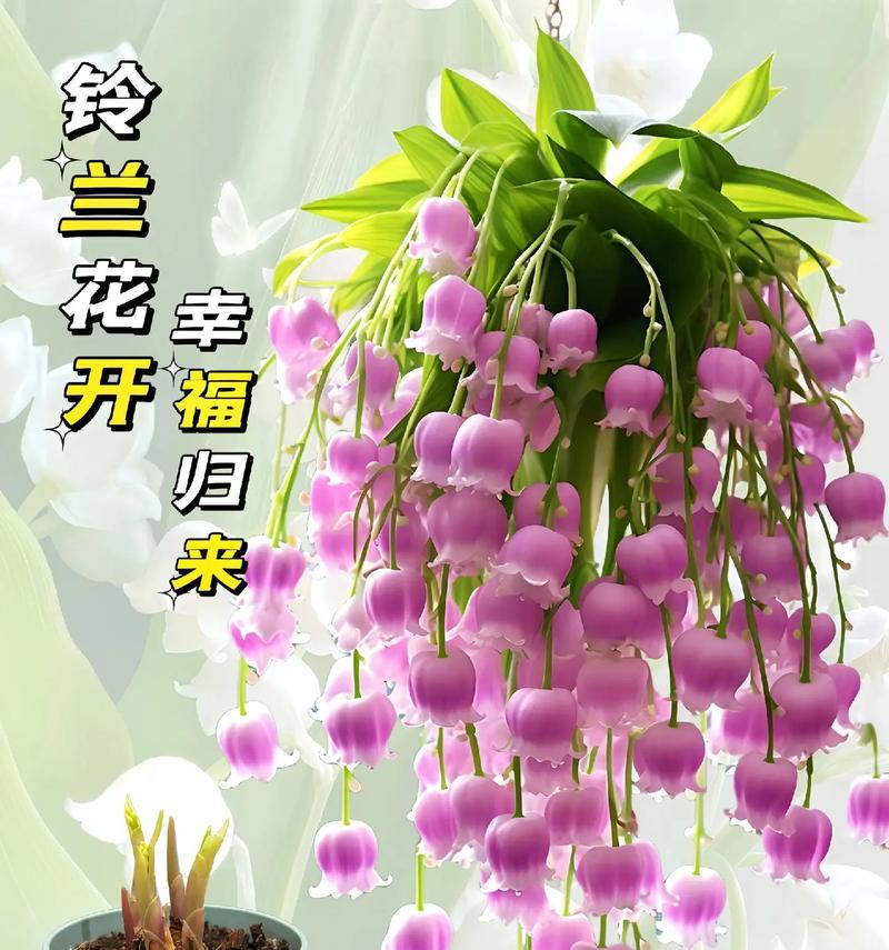 送老公什么花的花语最贴心？如何选择？