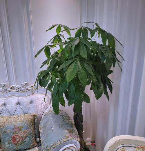 客厅盆栽的花语有哪些？如何摆放？