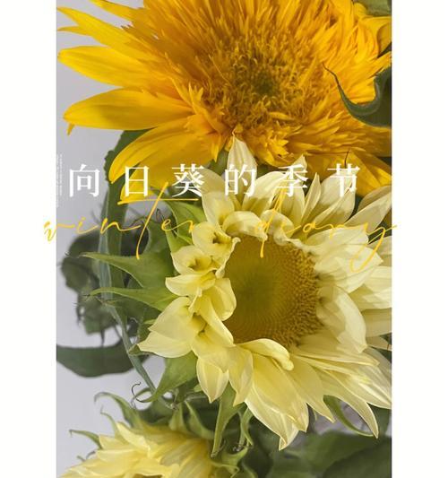 向日花的花语代表什么？如何种植？