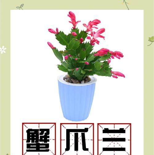 宝塔花的花语有何特别之处？如何养护？