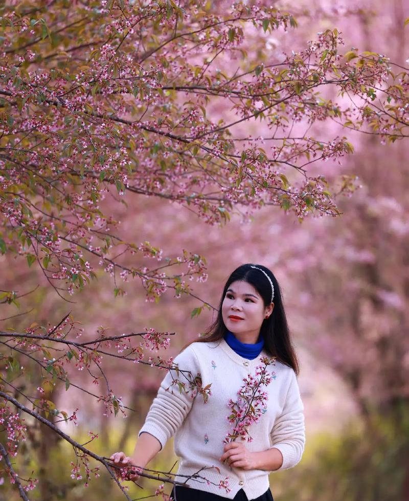 樱花的花语为何神圣？如何欣赏樱花之美？