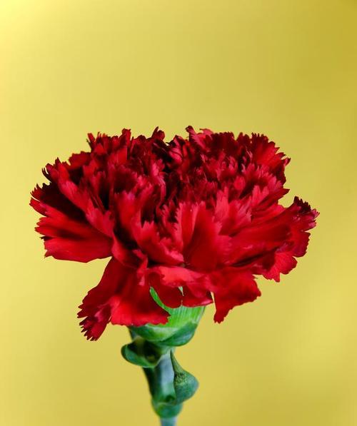 哪种花的花语代表最无私？如何传递爱？