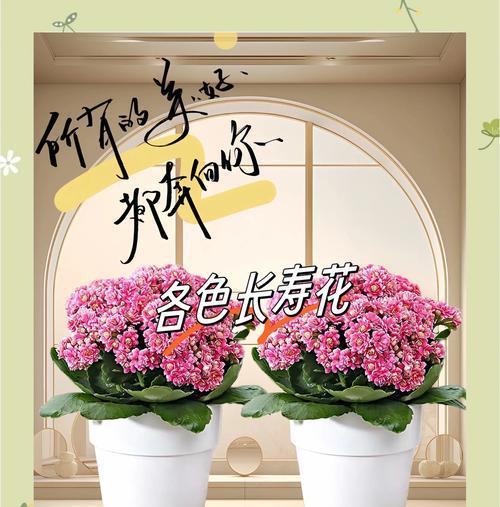 生产送的花语有何含义？如何选择合适的花？