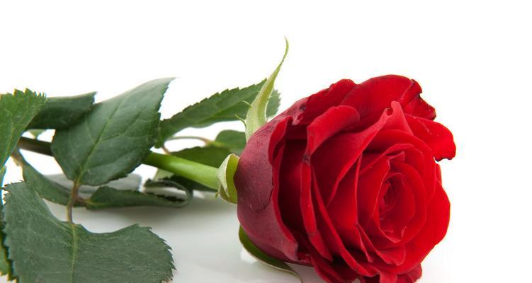紫杉花的花语是什么？如何表达爱与尊重？
