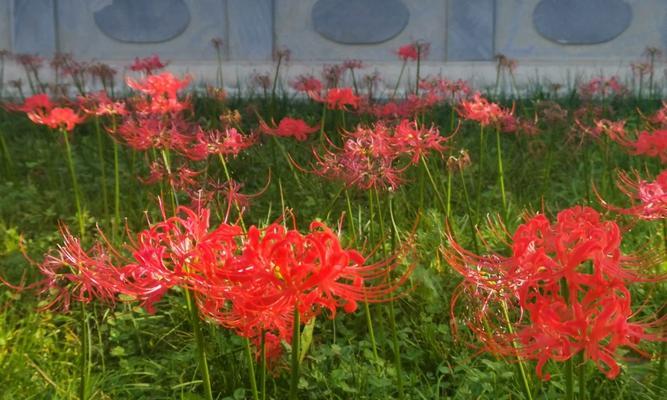 紫杉花的花语是什么？如何表达爱与尊重？