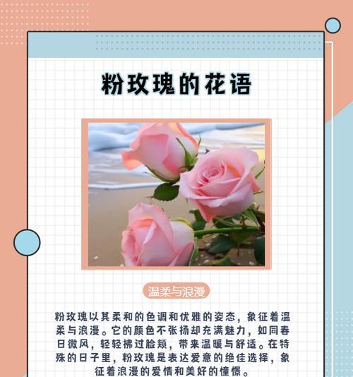 巴黎玫瑰花语代表什么？如何选择玫瑰传递情感？