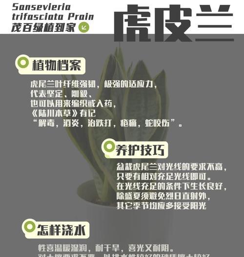 空气铁兰花语有何含义？如何用空气铁兰表达爱意？